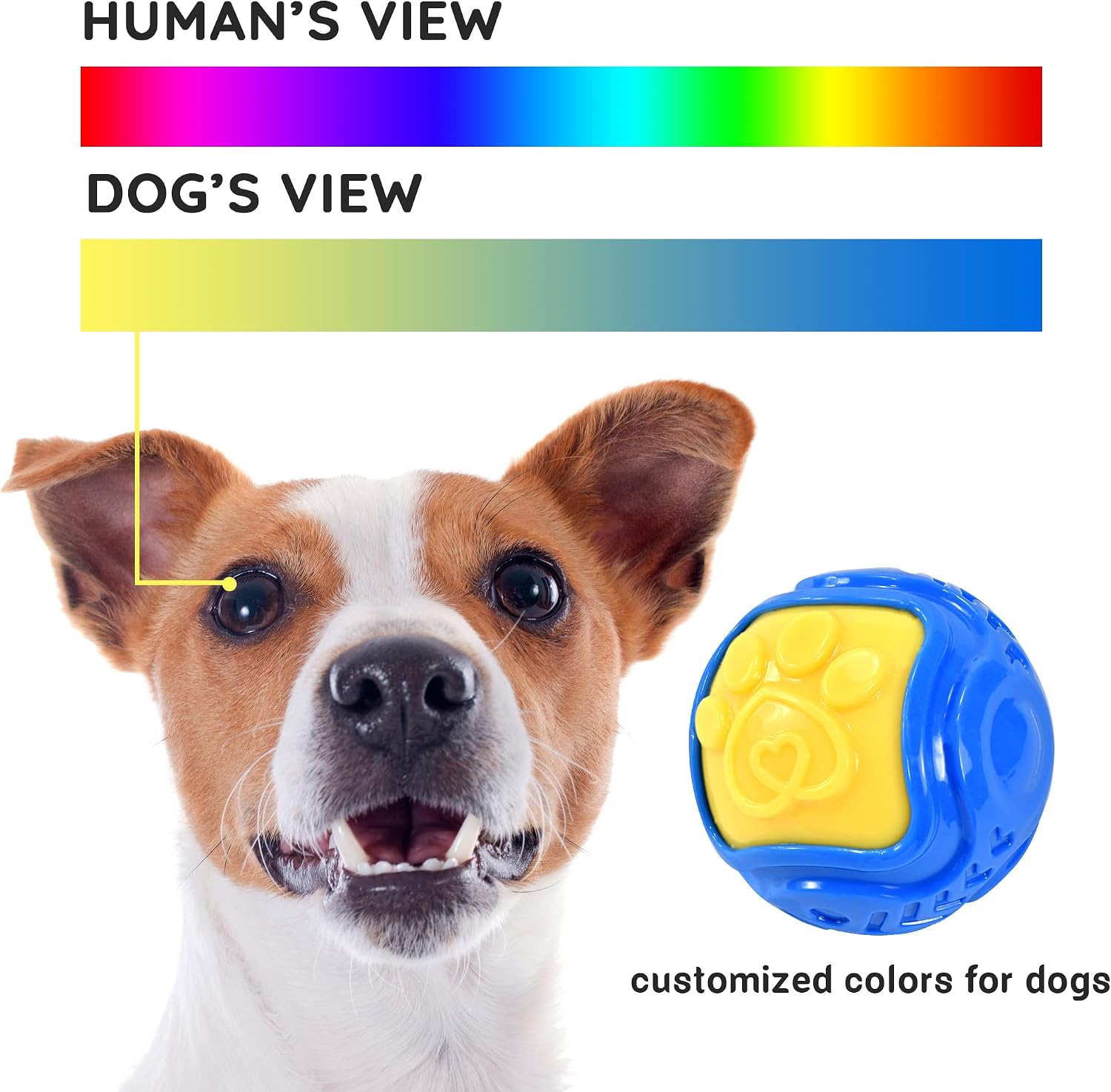 Durable Squeaky Interactive Ball (Dental/Stress Relief/Non-Toxic) - Image 2